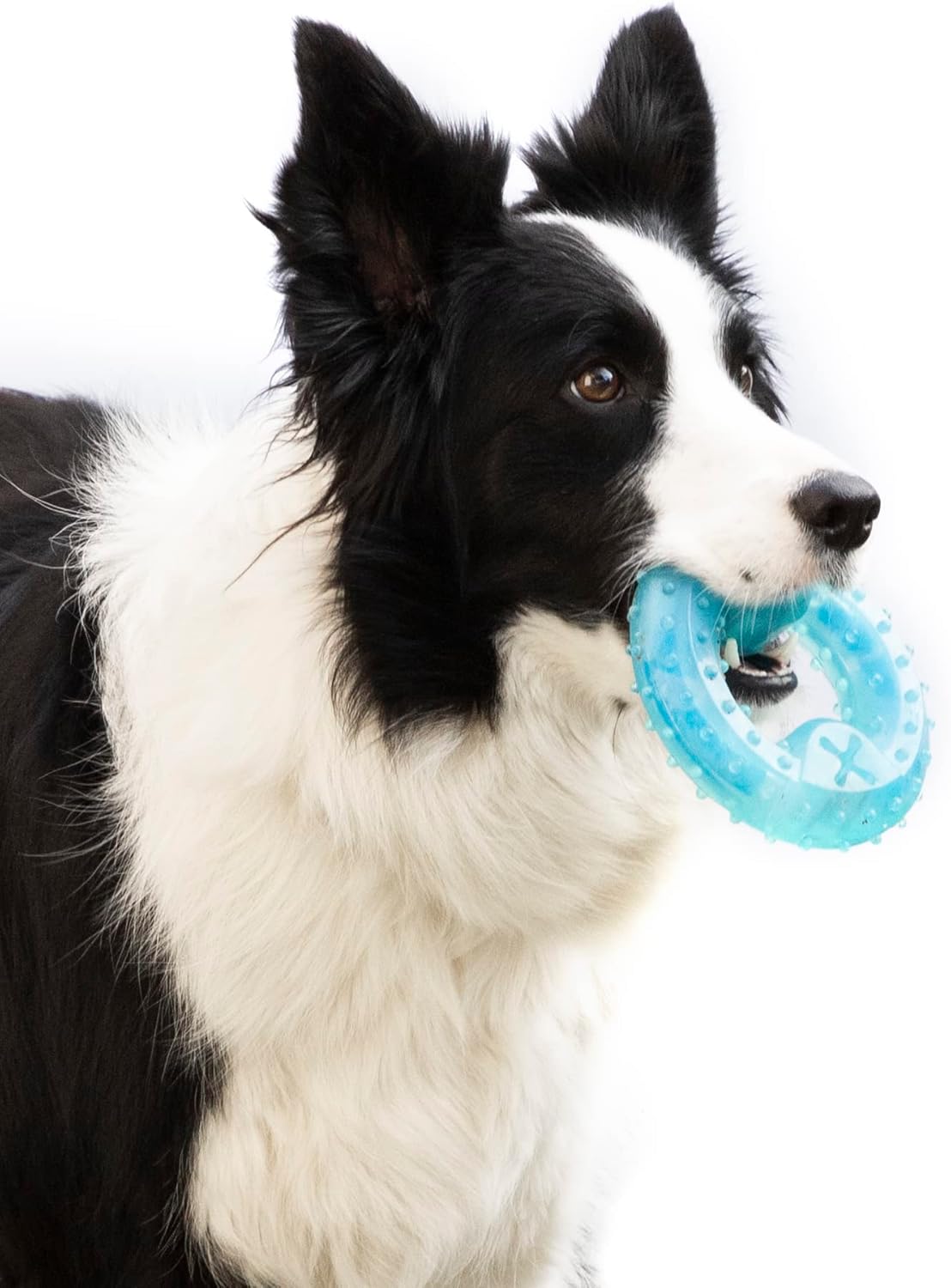 Chill & Chew: The InnovaGoods 2-in-1 Freezable Dog Teether Review!