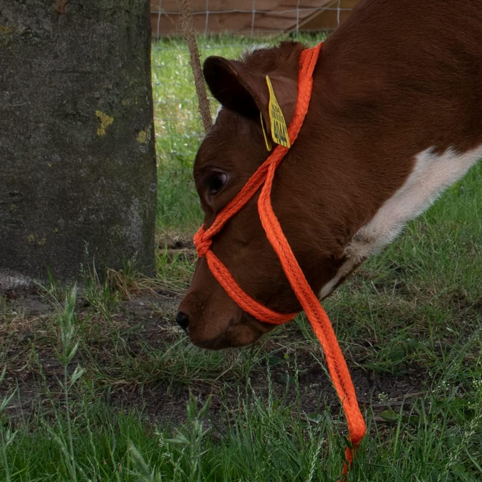 Discover the Best: Excellent Large Adjustable Orange Health Care Accessory Reviews!