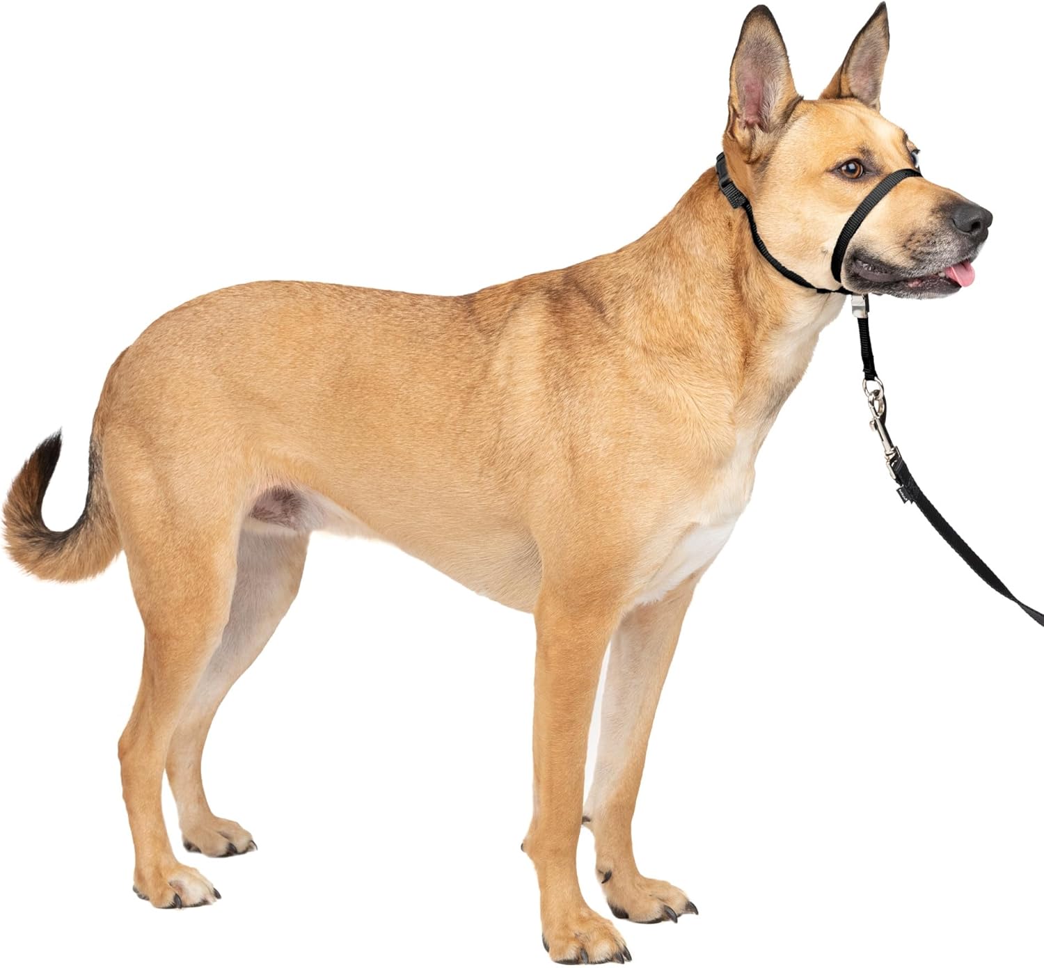 Transform Your Pup's Walks with the PetSafe Easy Walk Headcollar: A Must-Read Review!